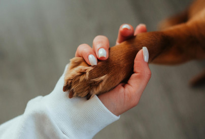 pexels babydov 7788657